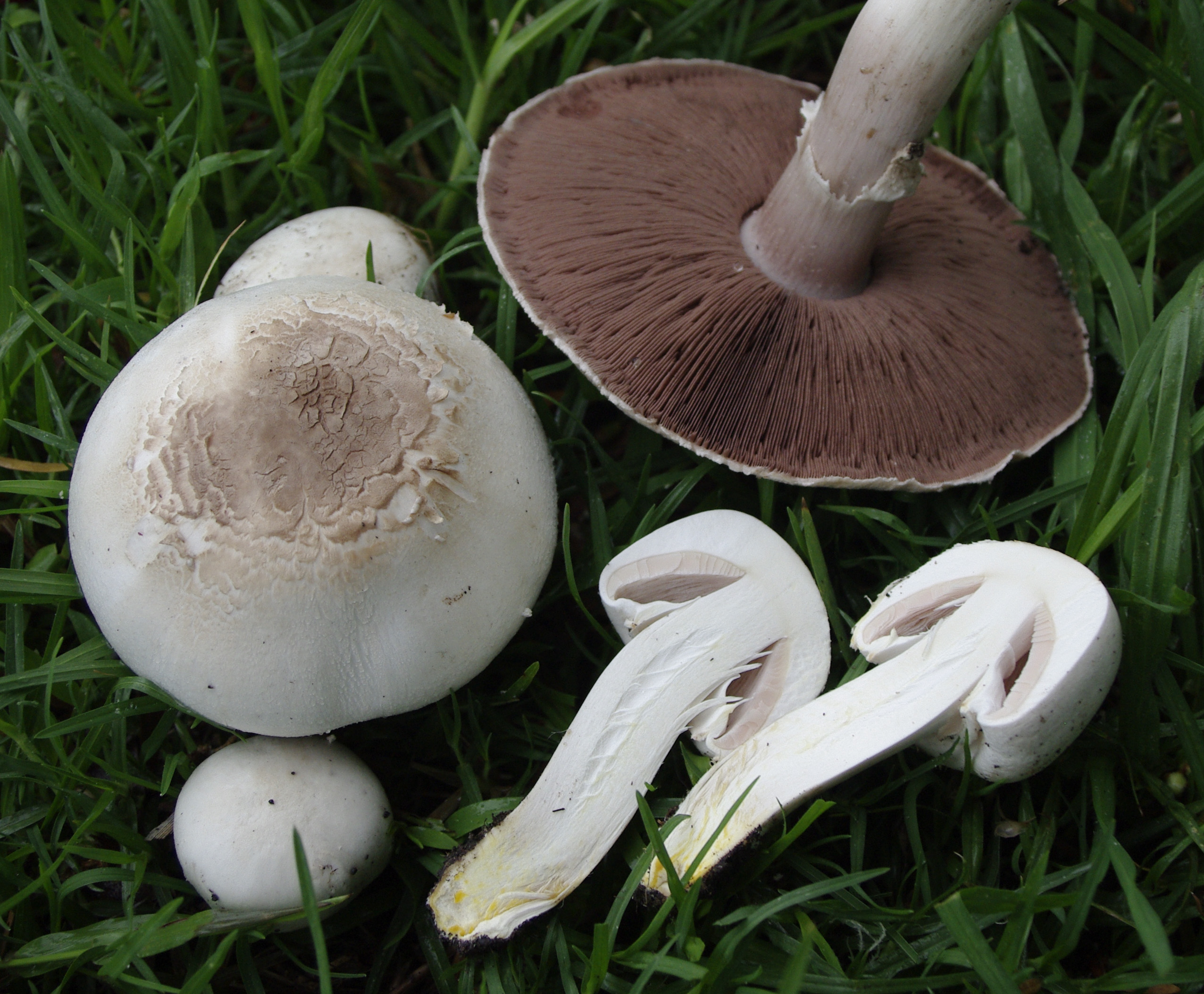 Печериця рудіюча отруйна -Agaricus xanthodermus Genev. (1876)